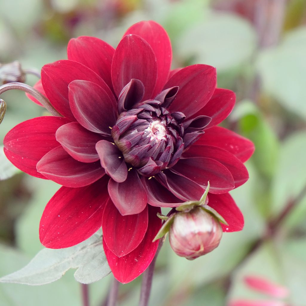 Dahlia Karma Choc - decoratieve dahlia