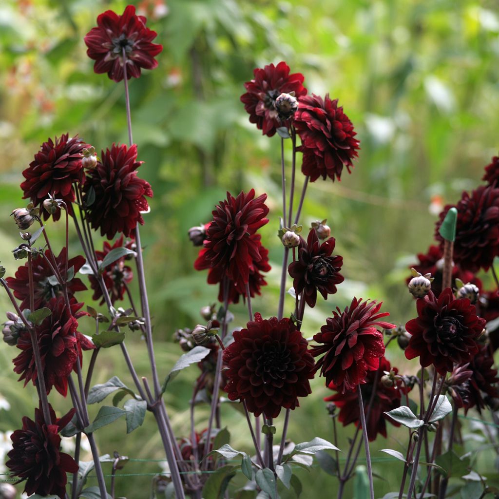 Dahlia Karma Choc - decoratieve dahlia