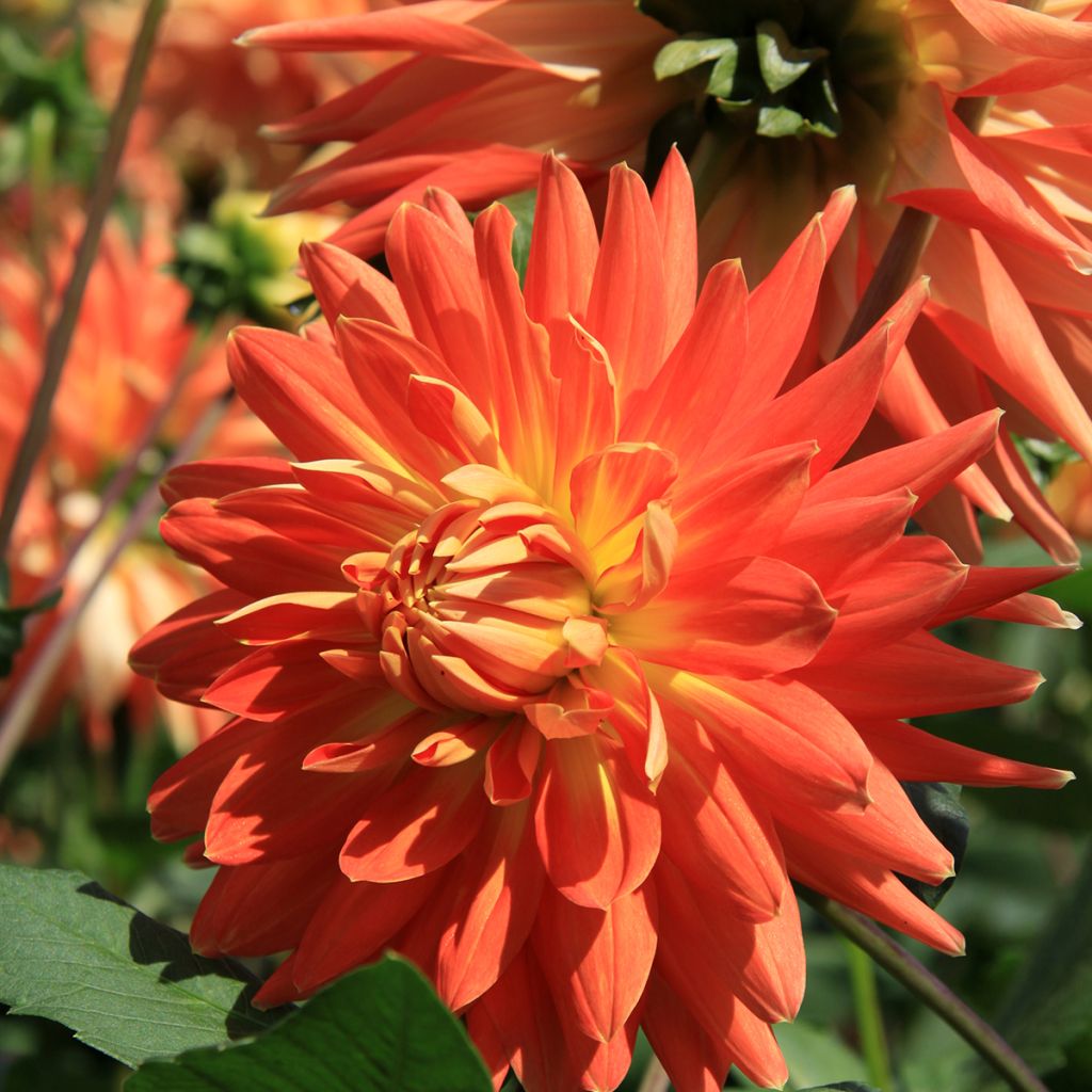 Dahlia Motto - decoratieve dahlia