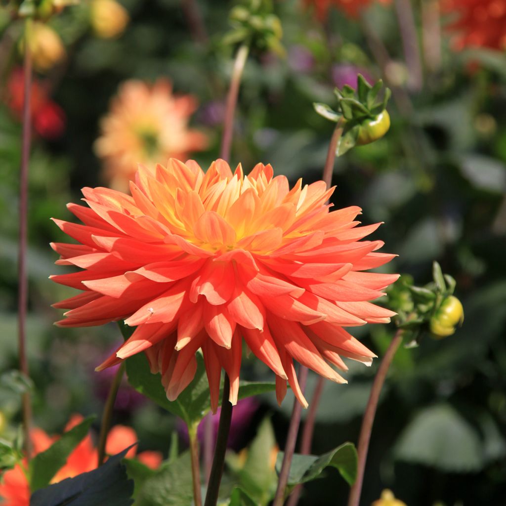 Dahlia Motto - decoratieve dahlia