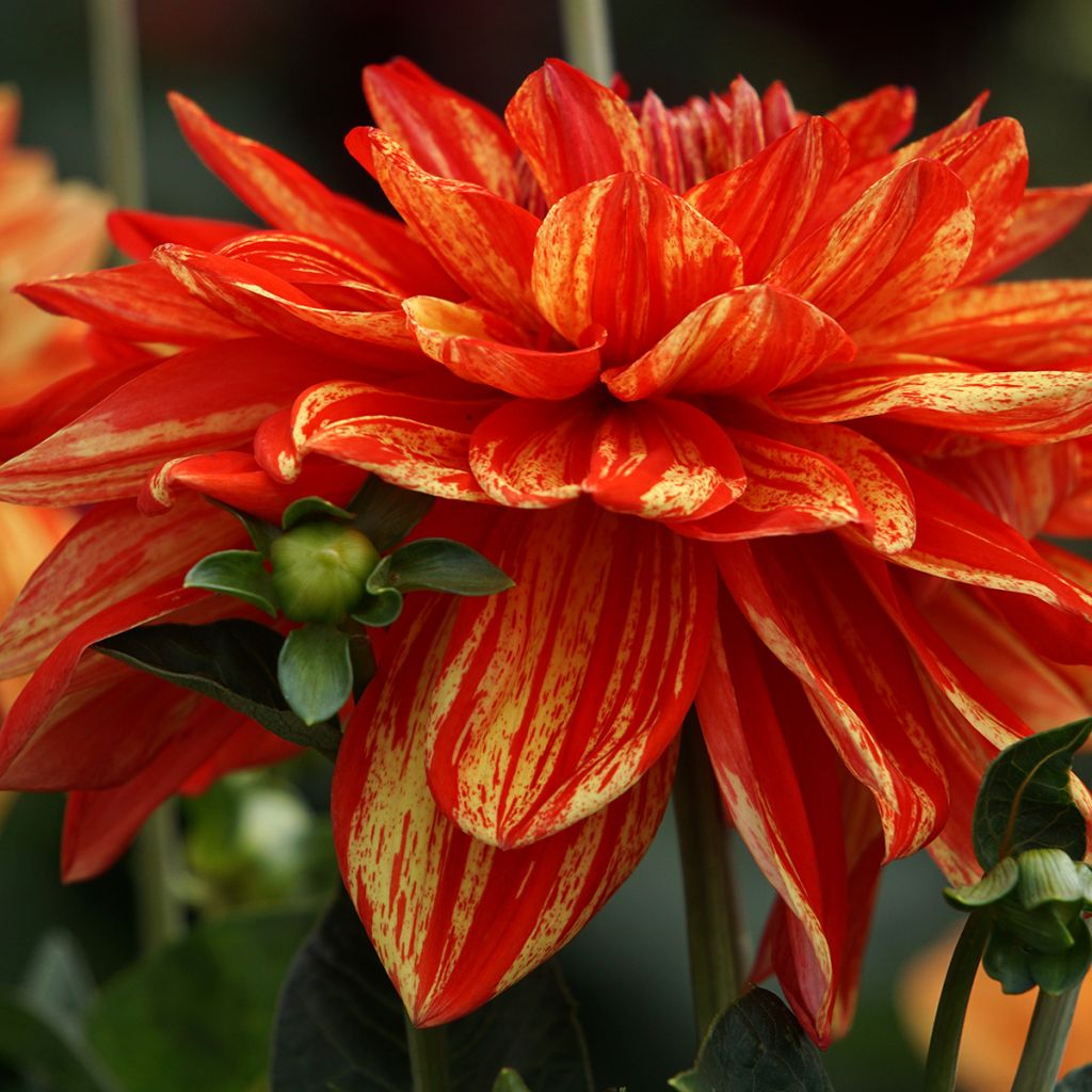 Dahlia Neo - decoratieve dahlia