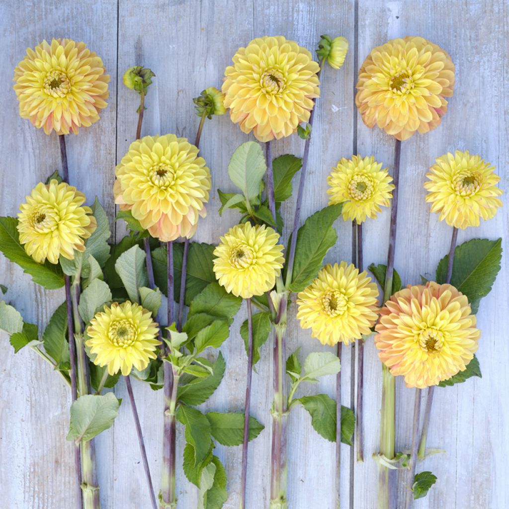 Dahlia Bronze Glory - decoratieve dahlia