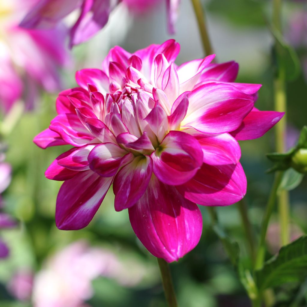 Dahlia Saint Martin - decoratieve dahlia