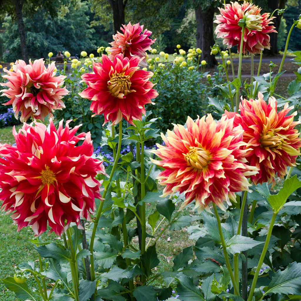 Dahlia Bodacious - grootbloemige dahlia
