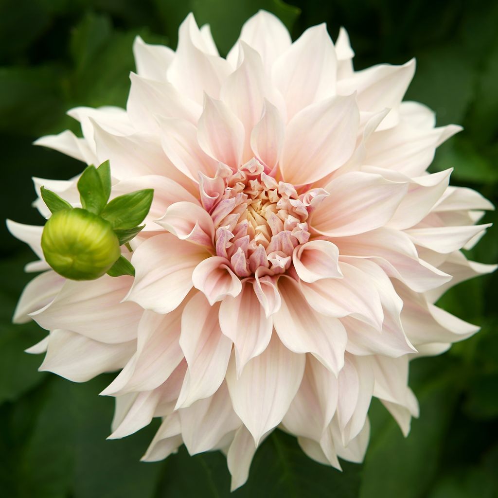 Dahlia Café Au Lait - Dinnerplate dahlia