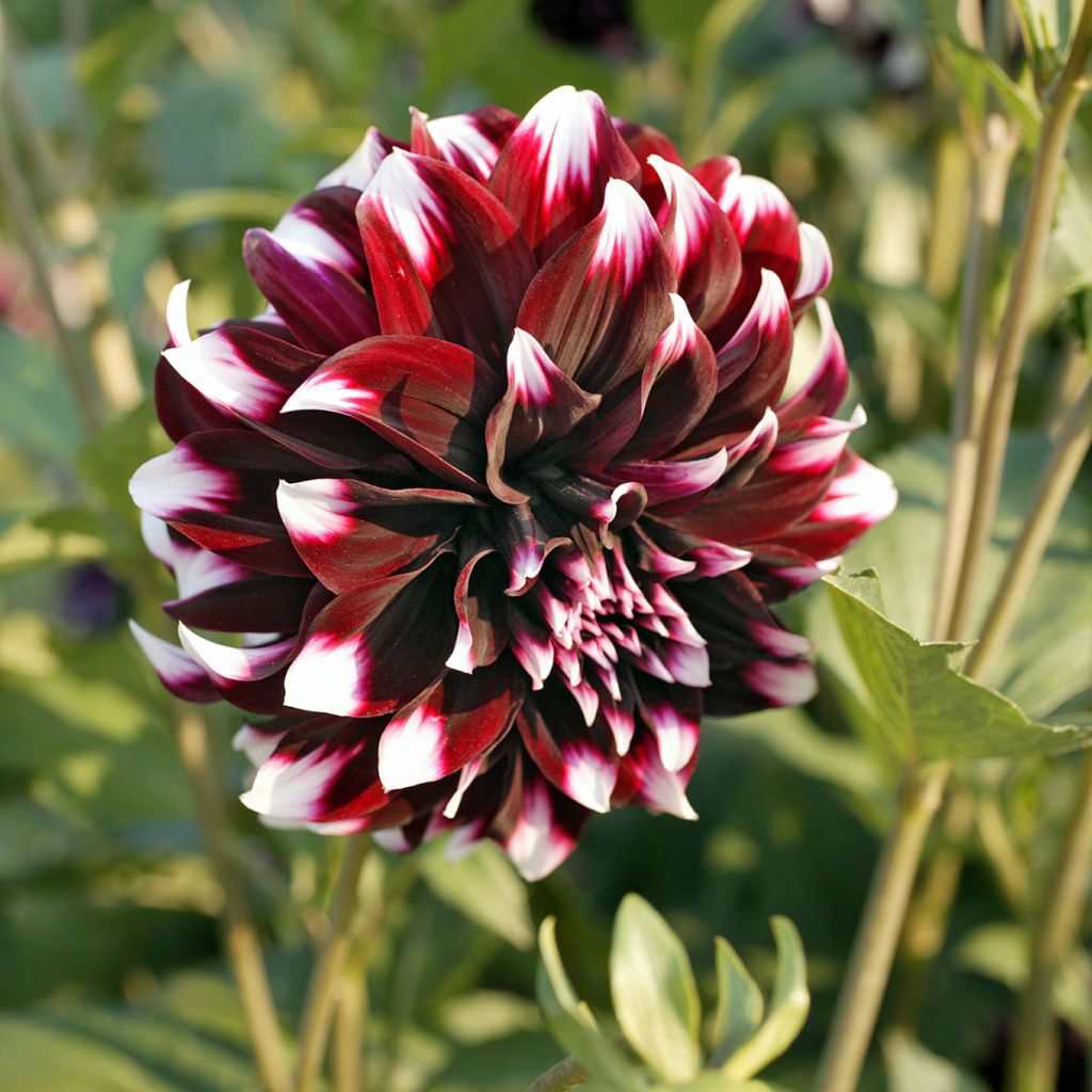 Dahlia Contraste - grootbloemige dahlia