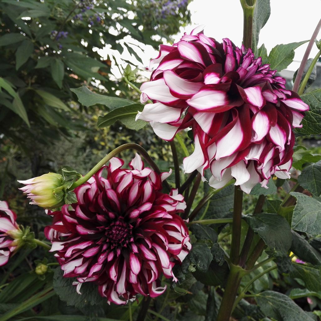 Dahlia Contraste - grootbloemige dahlia