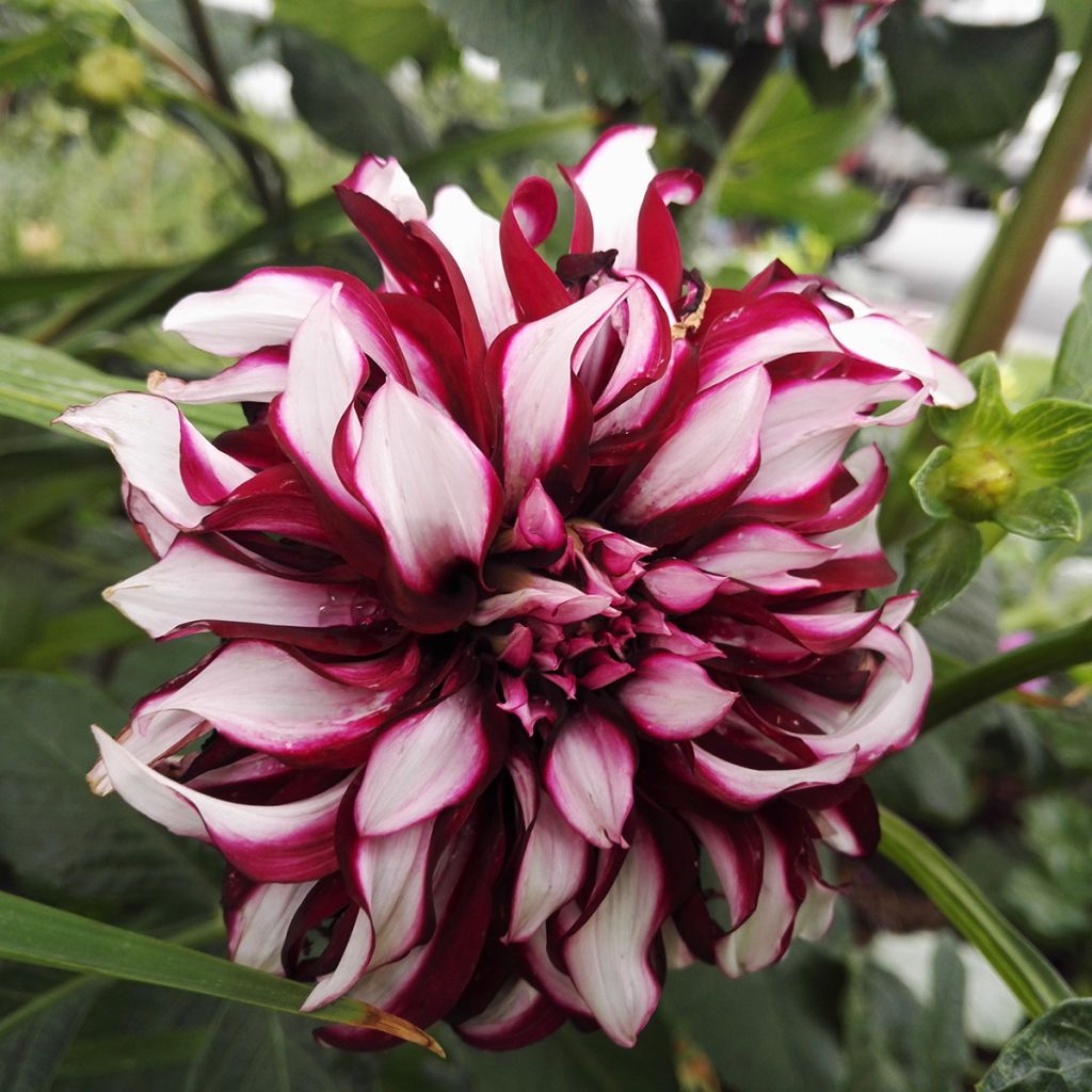 Dahlia Contraste - grootbloemige dahlia