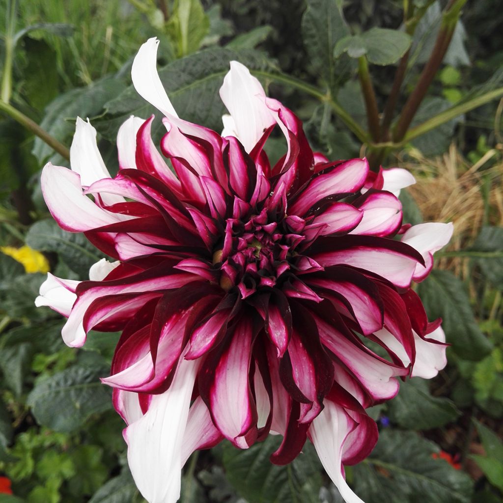 Dahlia Contraste - grootbloemige dahlia