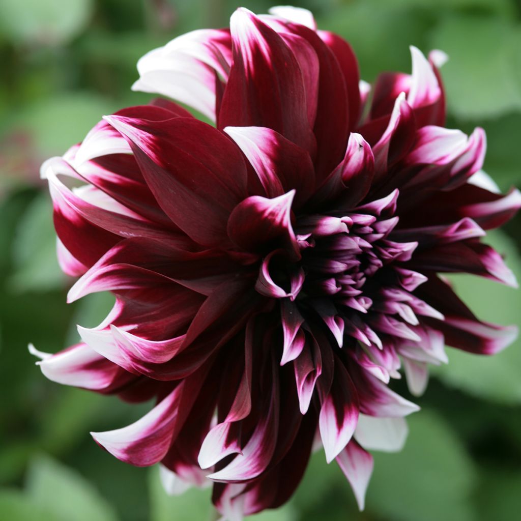 Dahlia Contraste - grootbloemige dahlia