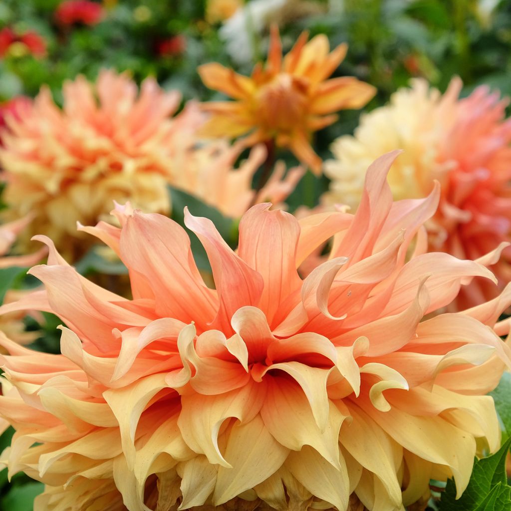 Dahlia Hamari Gold - grootbloemige dahlia