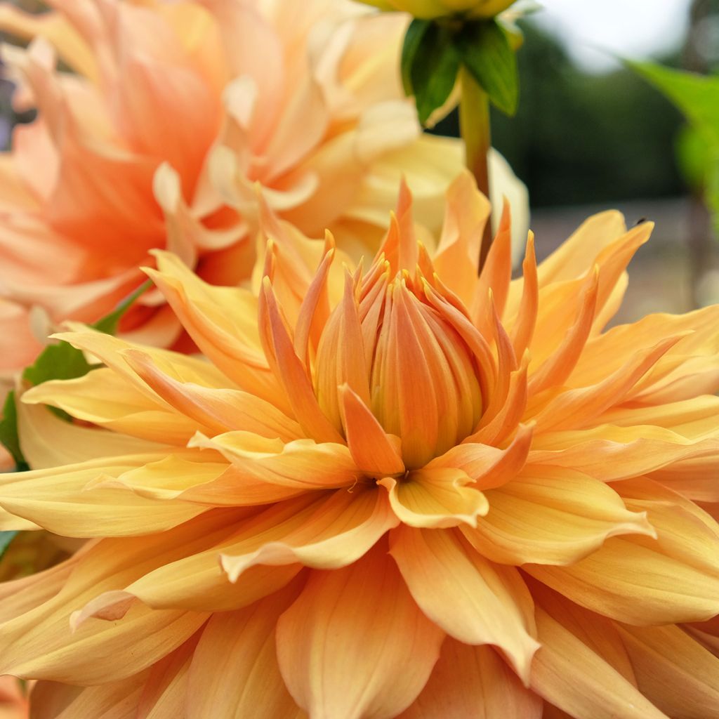 Dahlia Hamari Gold - grootbloemige dahlia