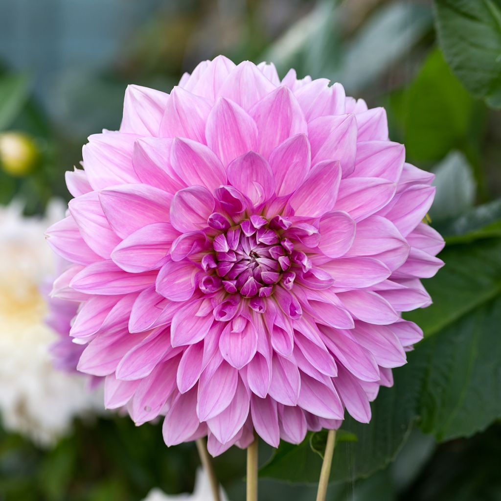 Dahlia Lavender Perfection - grootbloemige dahlia