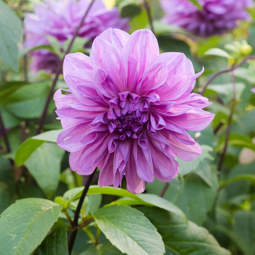 Dahlia Lilac Time - grootbloemige dahlia