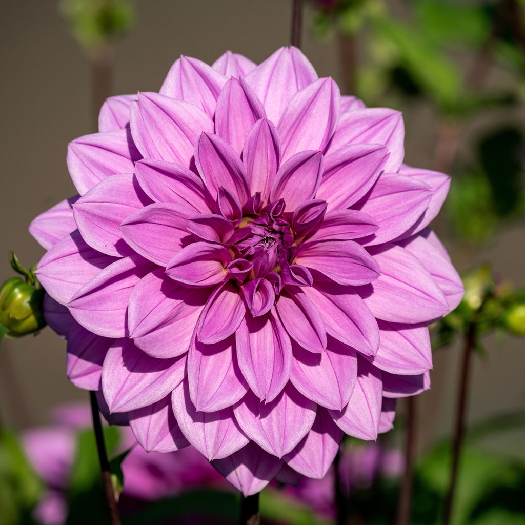 Dahlia Lilac Time - grootbloemige dahlia