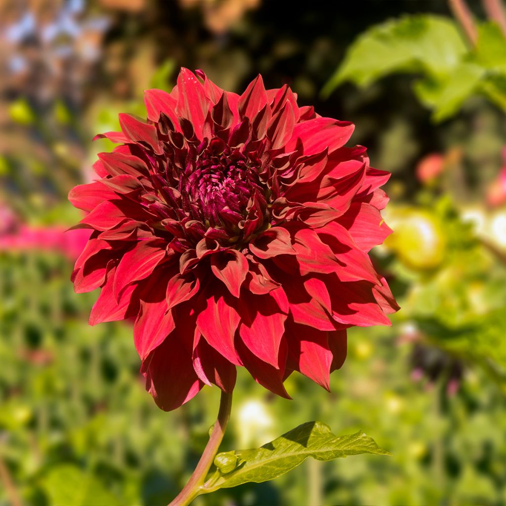 Dahlia Mingus Alex - grootbloemige dahlia