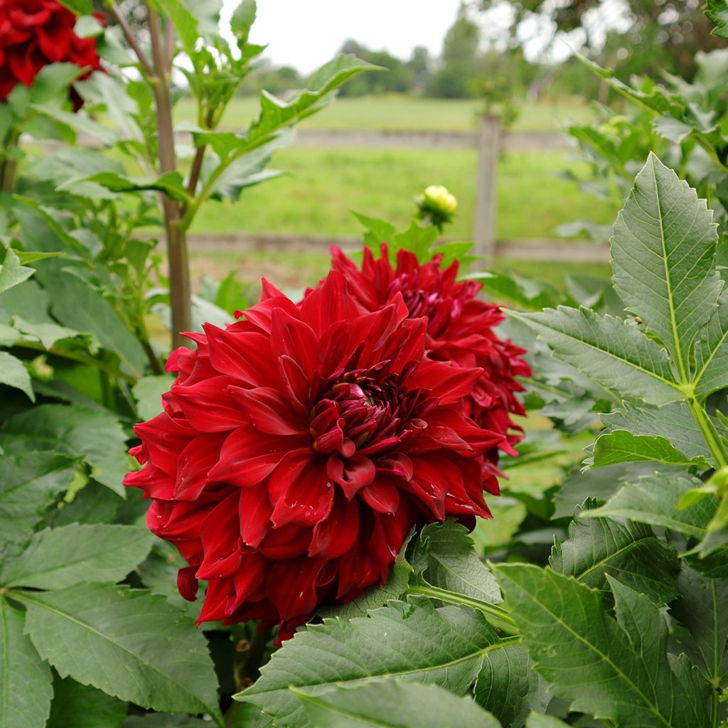 Dahlia Mingus Alex - grootbloemige dahlia