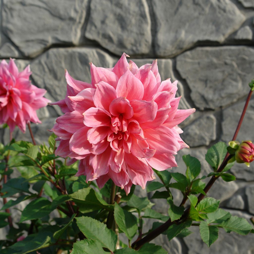 Dahlia Otto s Thrill - grootbloemige dahlia