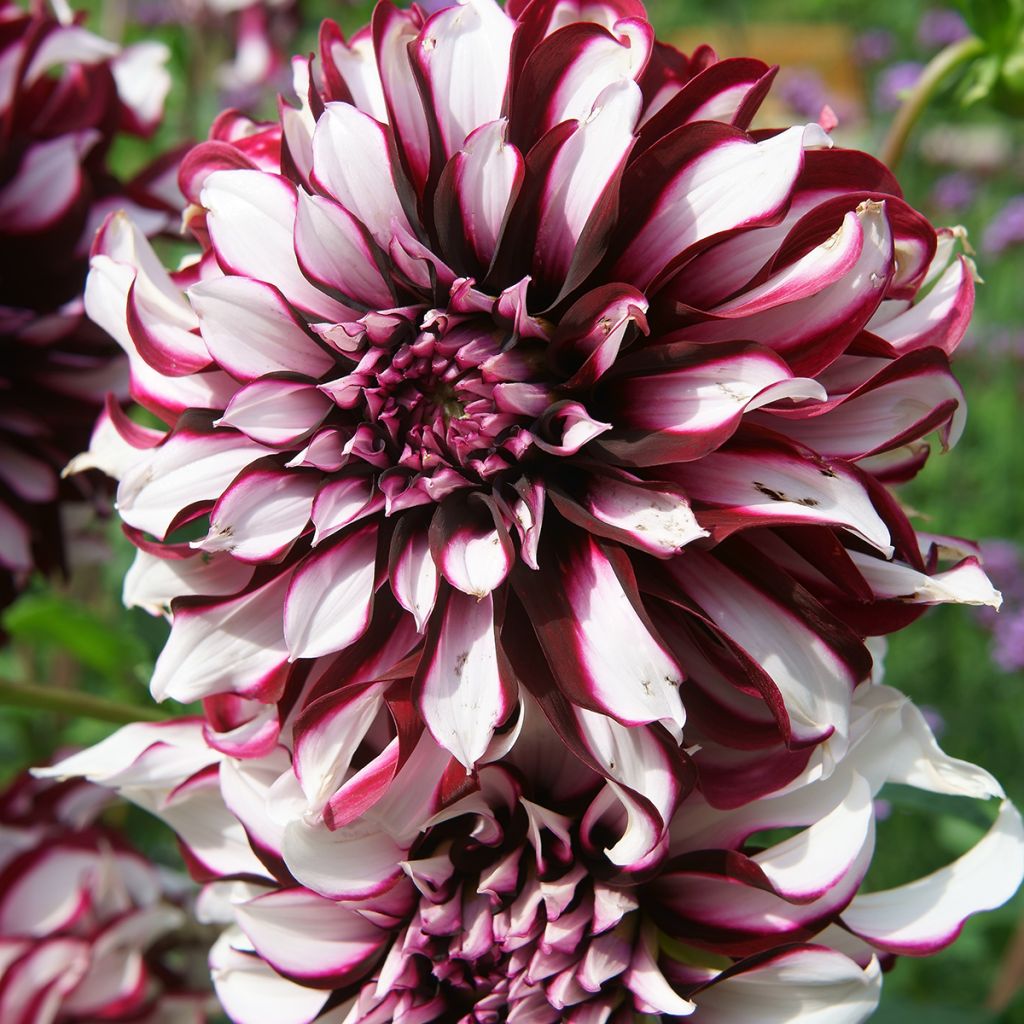 Dahlia Tartan - grootbloemige dahlia