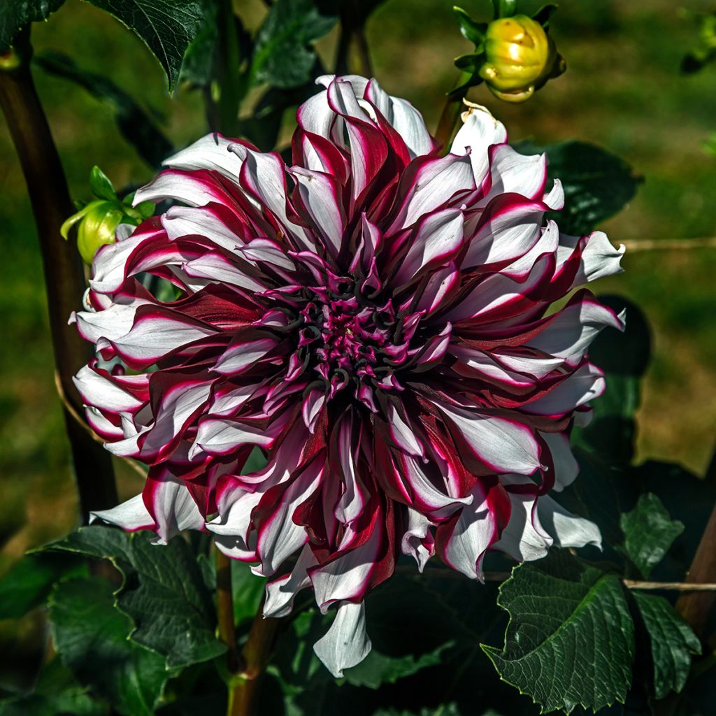 Dahlia Tartan - grootbloemige dahlia