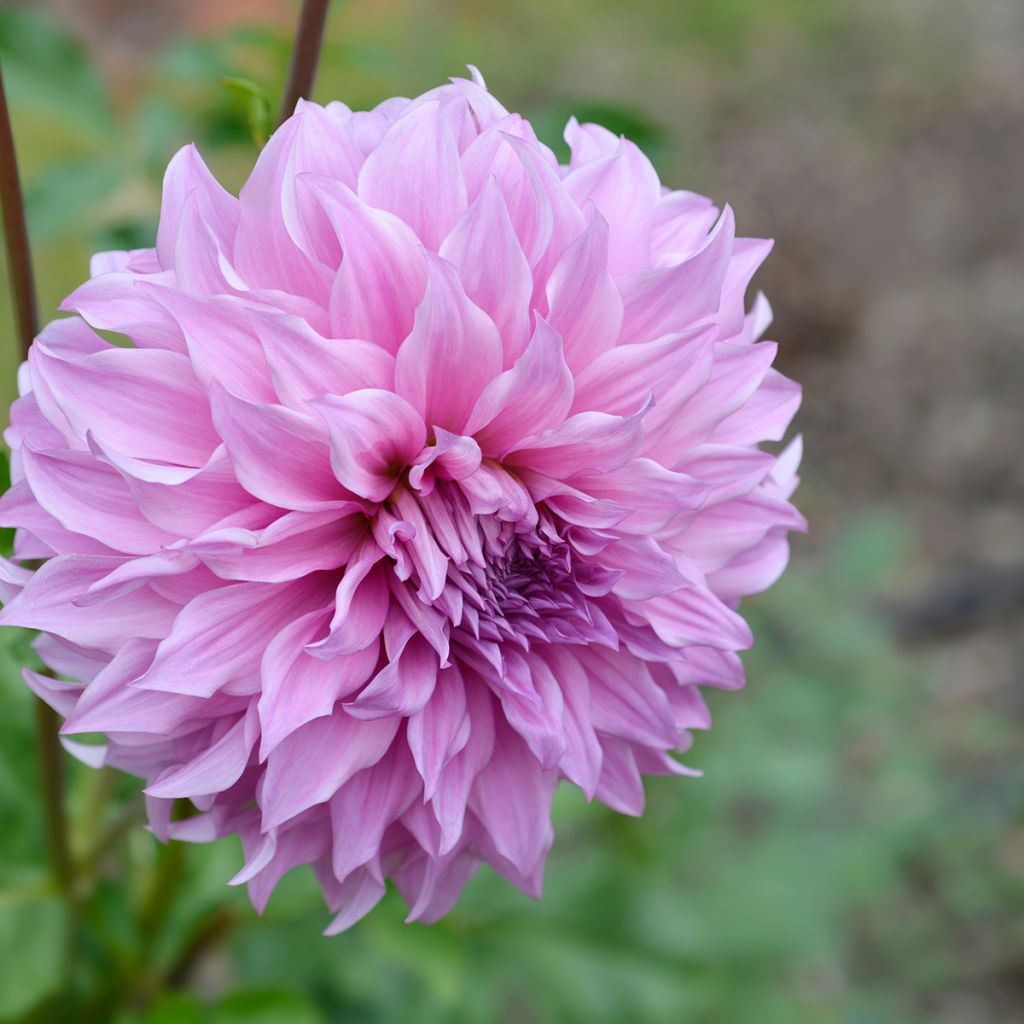 Dahlia Vassio Meggos - grootbloemige dahlia