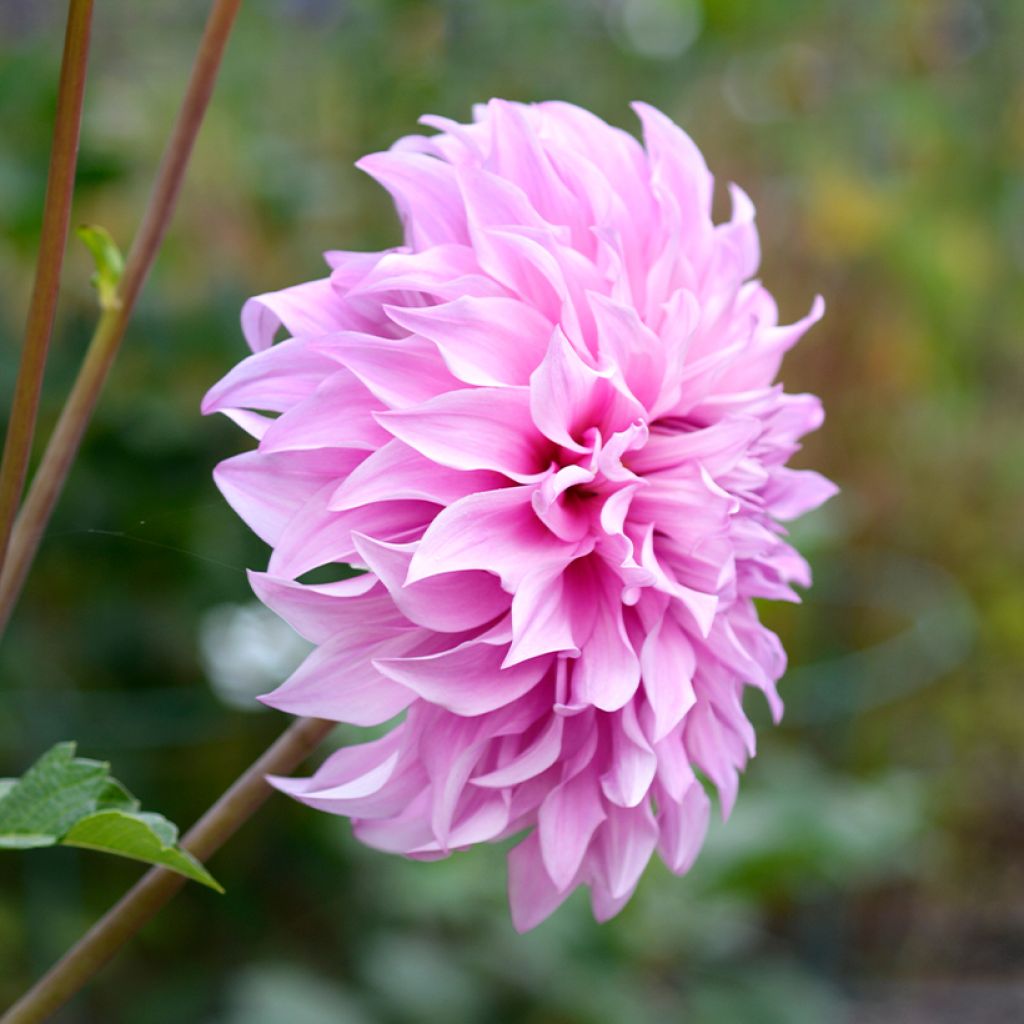 Dahlia Vassio Meggos - grootbloemige dahlia