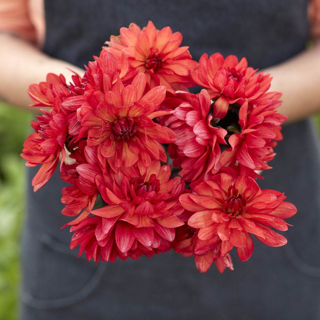 Dahlia décoratif Parc Floral de Paris