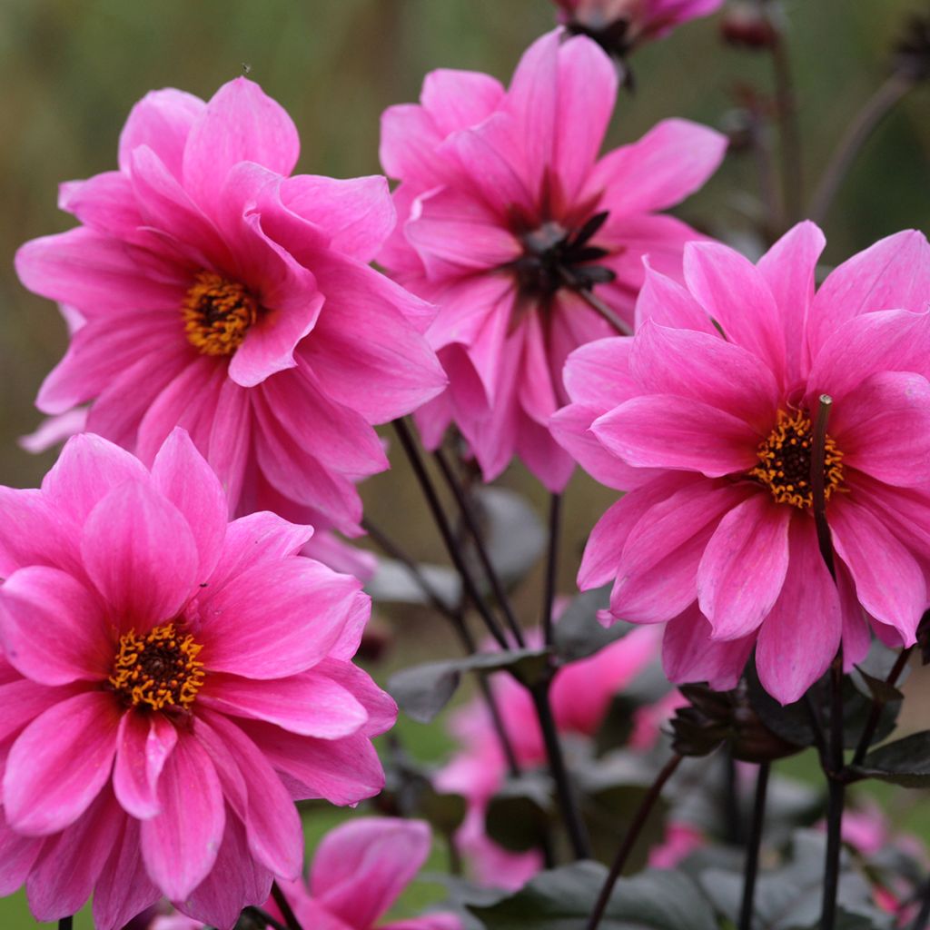 Dahlia Fascination - perkdahlia