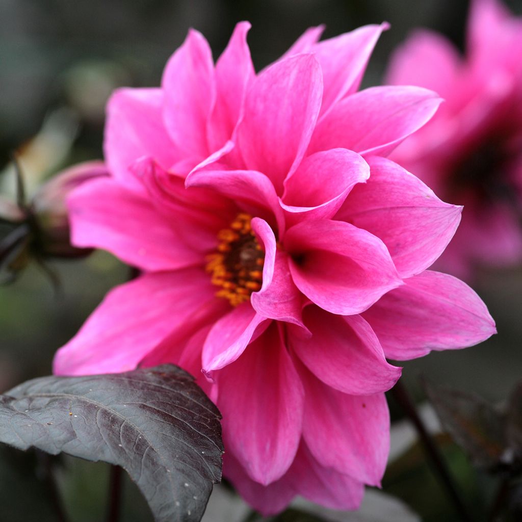 Dahlia Fascination - perkdahlia