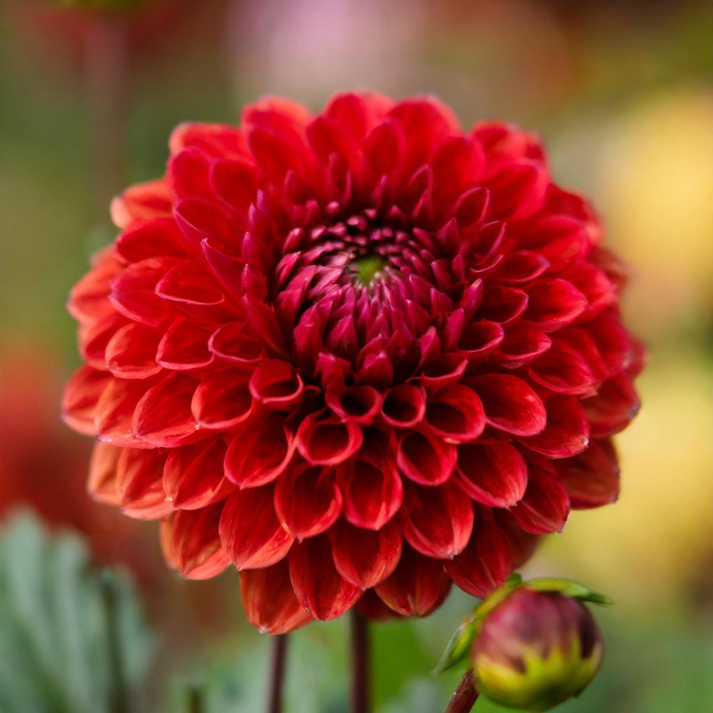 Dahlia Nescio - pompon dahlia