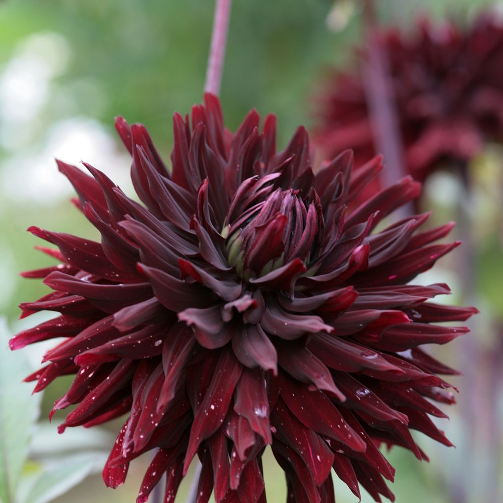 Dahlia Black Jack - Semicactus dahlia