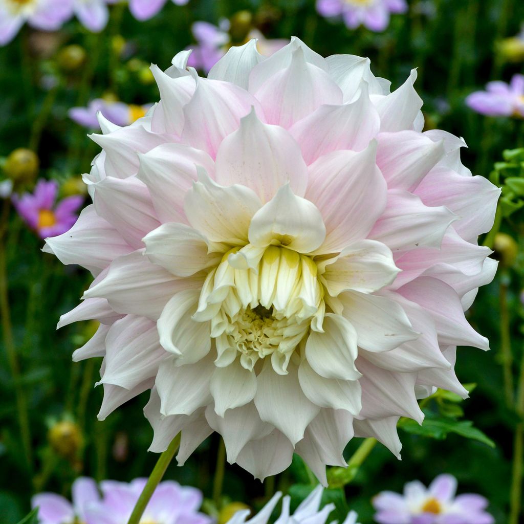 Dahlia Gitts Perfection - grootbloemige dahlia