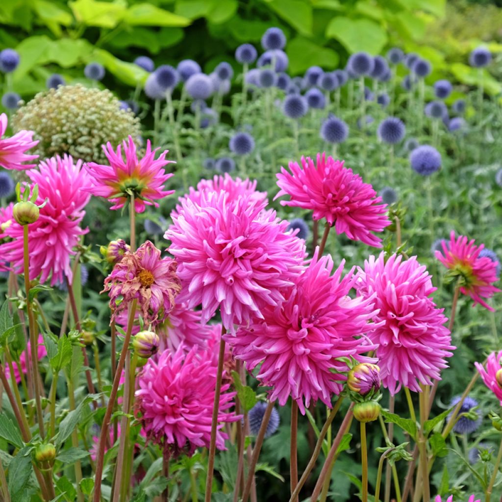 Dahlia Purple Gem - Semicactus dahlia