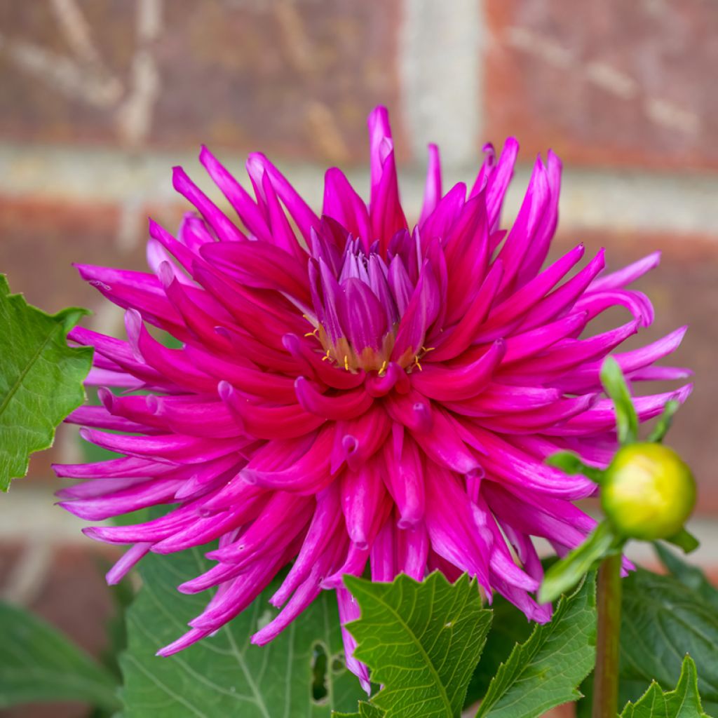 Dahlia Purple Gem - Semicactus dahlia