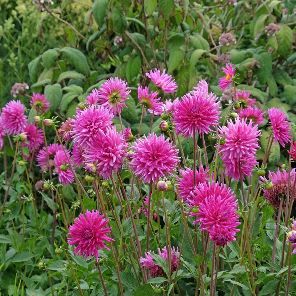 Dahlia Purple Gem - Semicactus dahlia