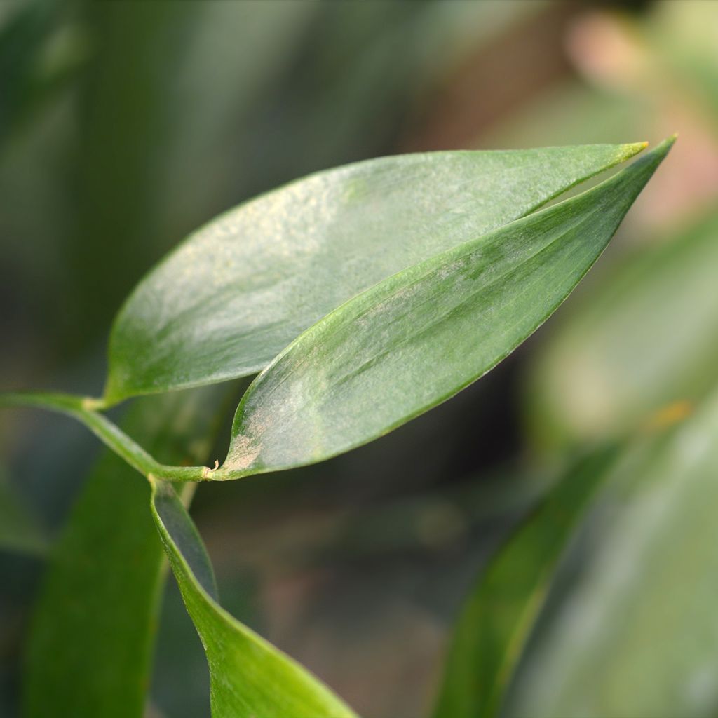 Danae racemosa - Alexandrijnse laurier