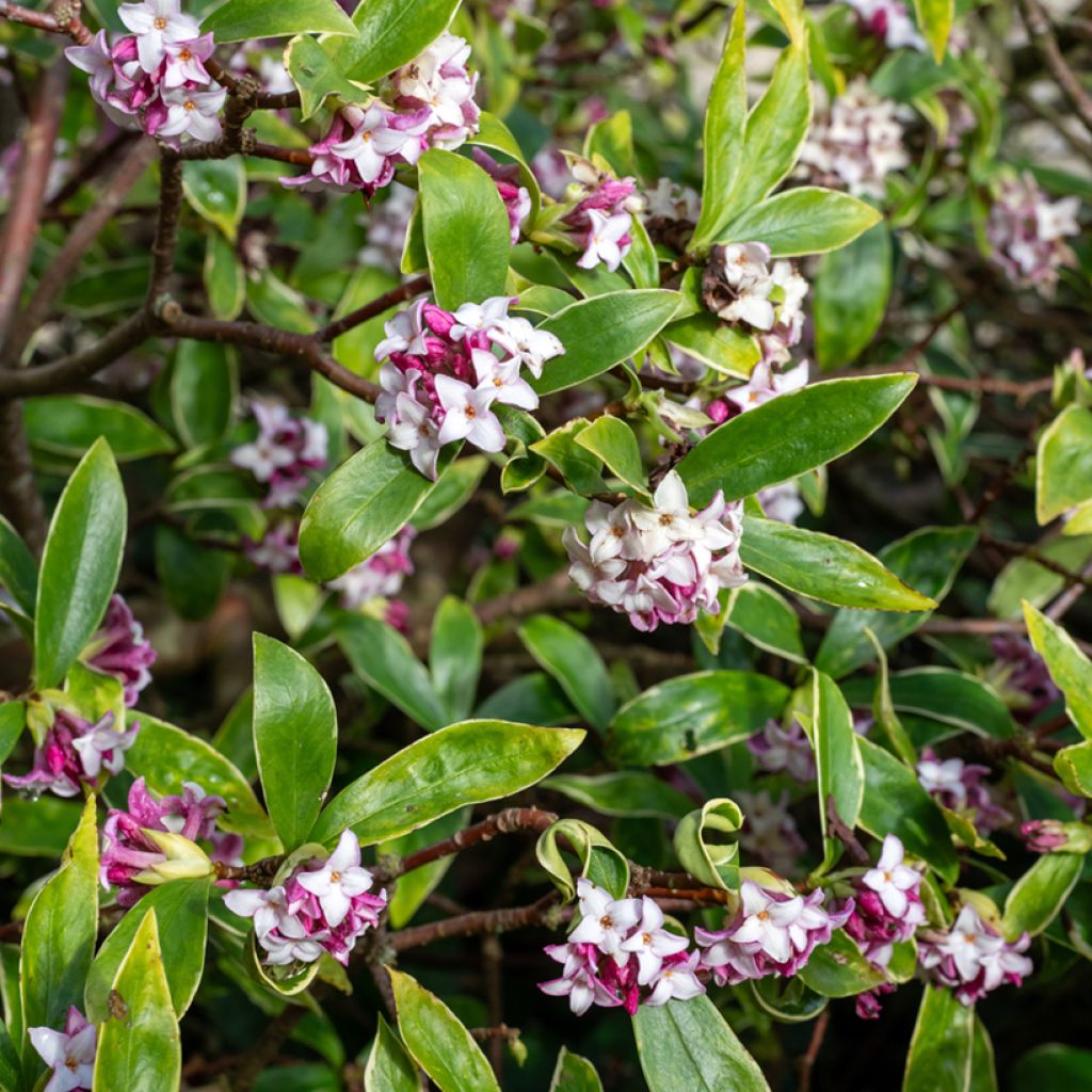 Daphne Perfume Princess - Peperboompje