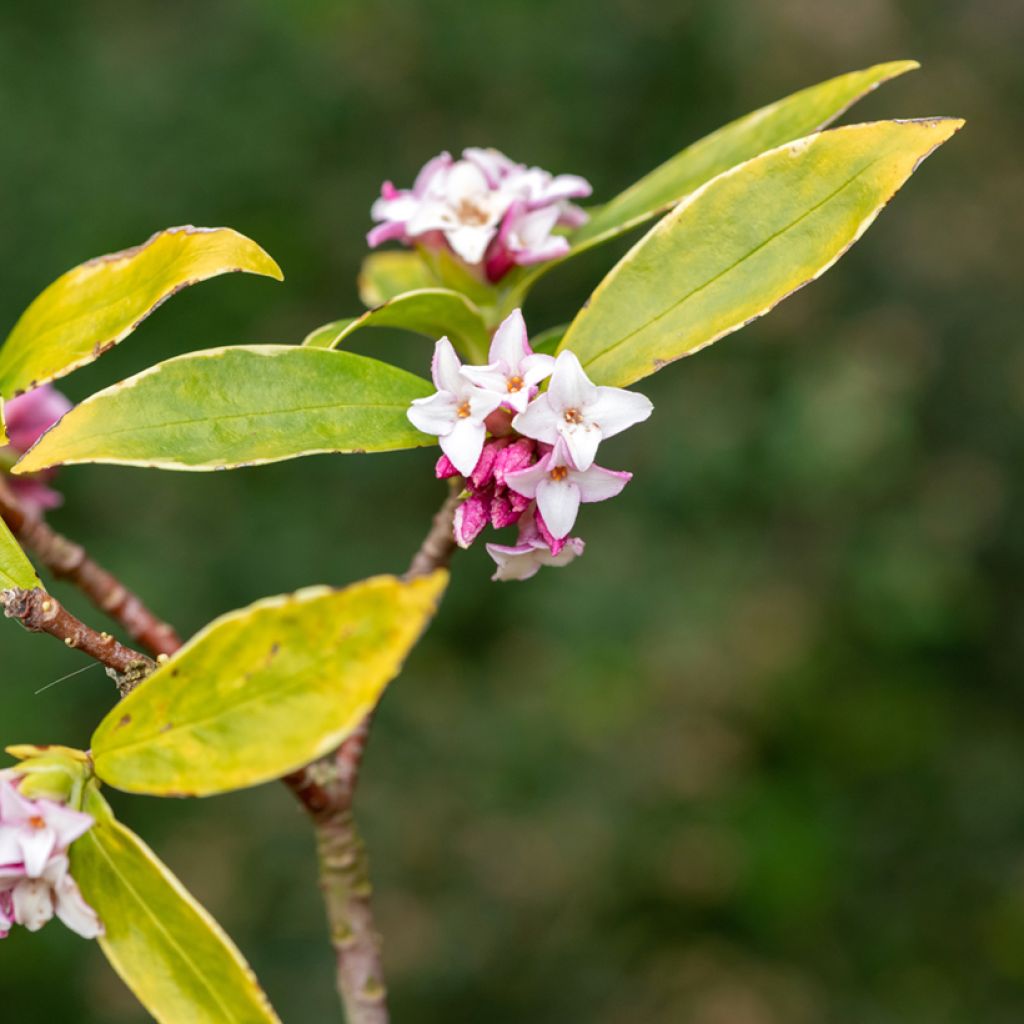 Daphne Perfume Princess - Peperboompje