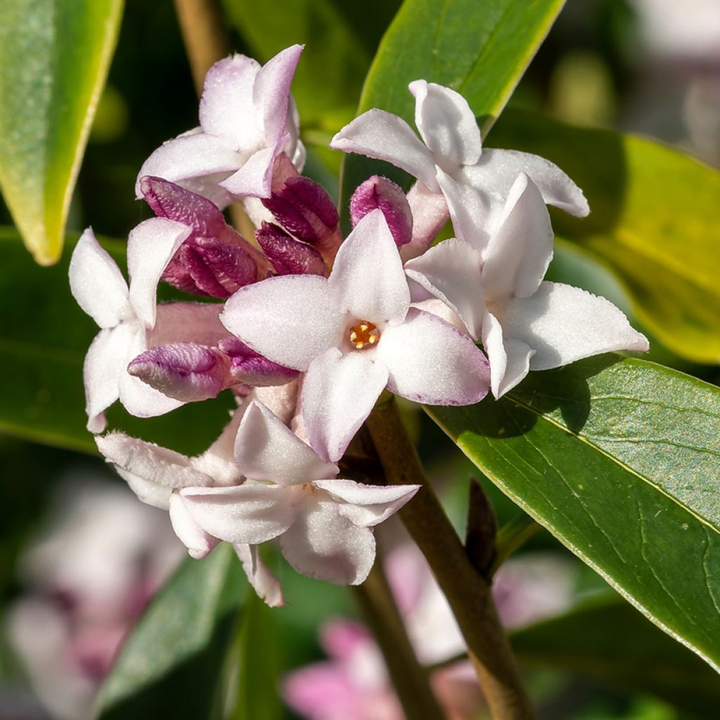 Daphne Spring Beauty - Peperboompje