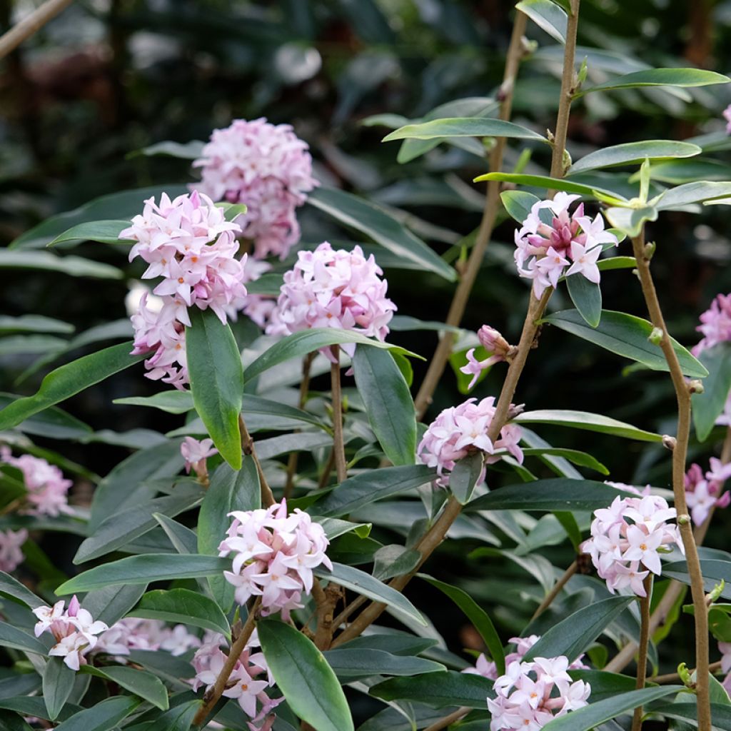 Daphne Spring Beauty - Peperboompje