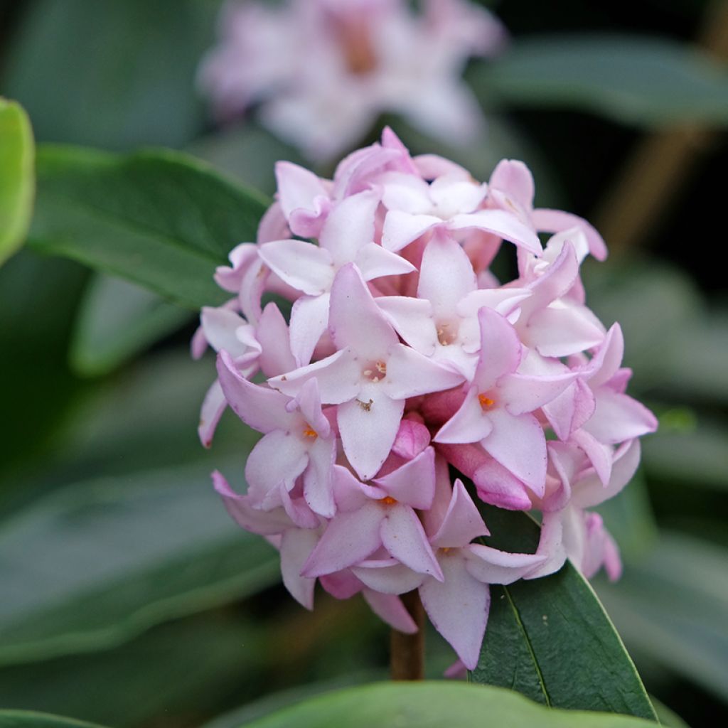 Daphne Spring Beauty - Peperboompje