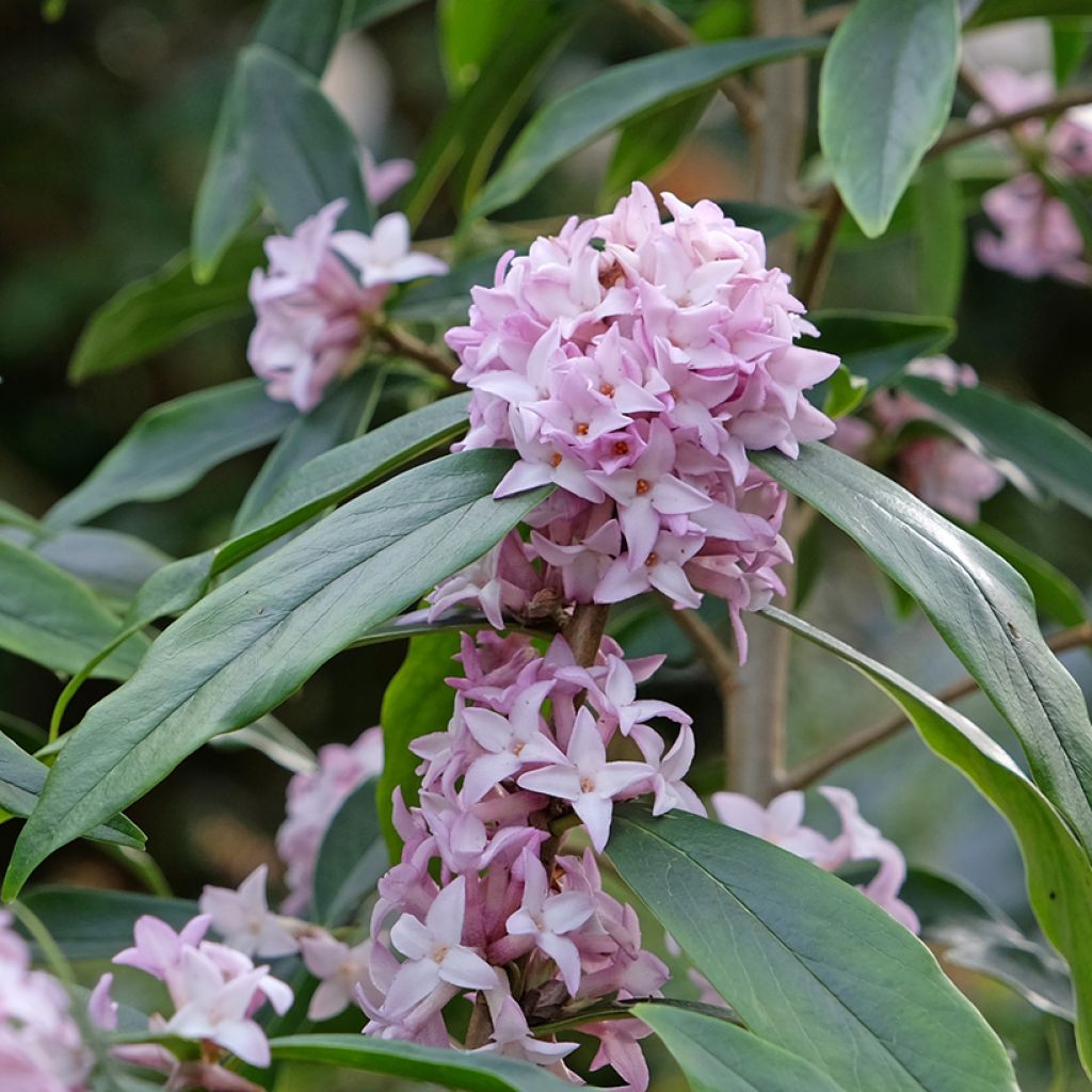 Daphne Spring Beauty - Peperboompje
