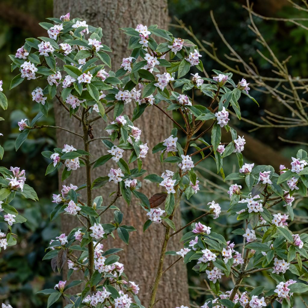 Daphne bholua - Peperboompje