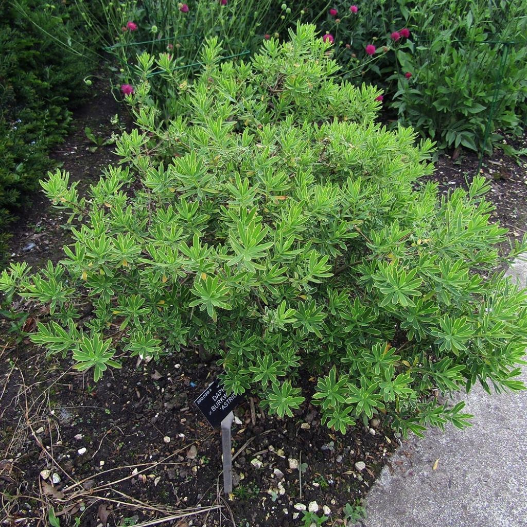 Daphne burkwoodii Somerset - Peperboompje