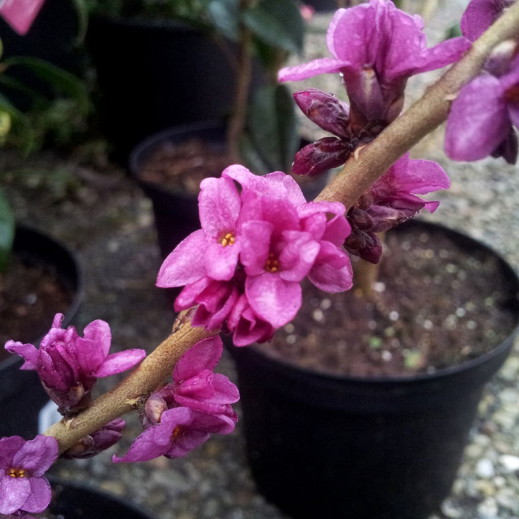 Daphne mezereum rubra - Peperboompje