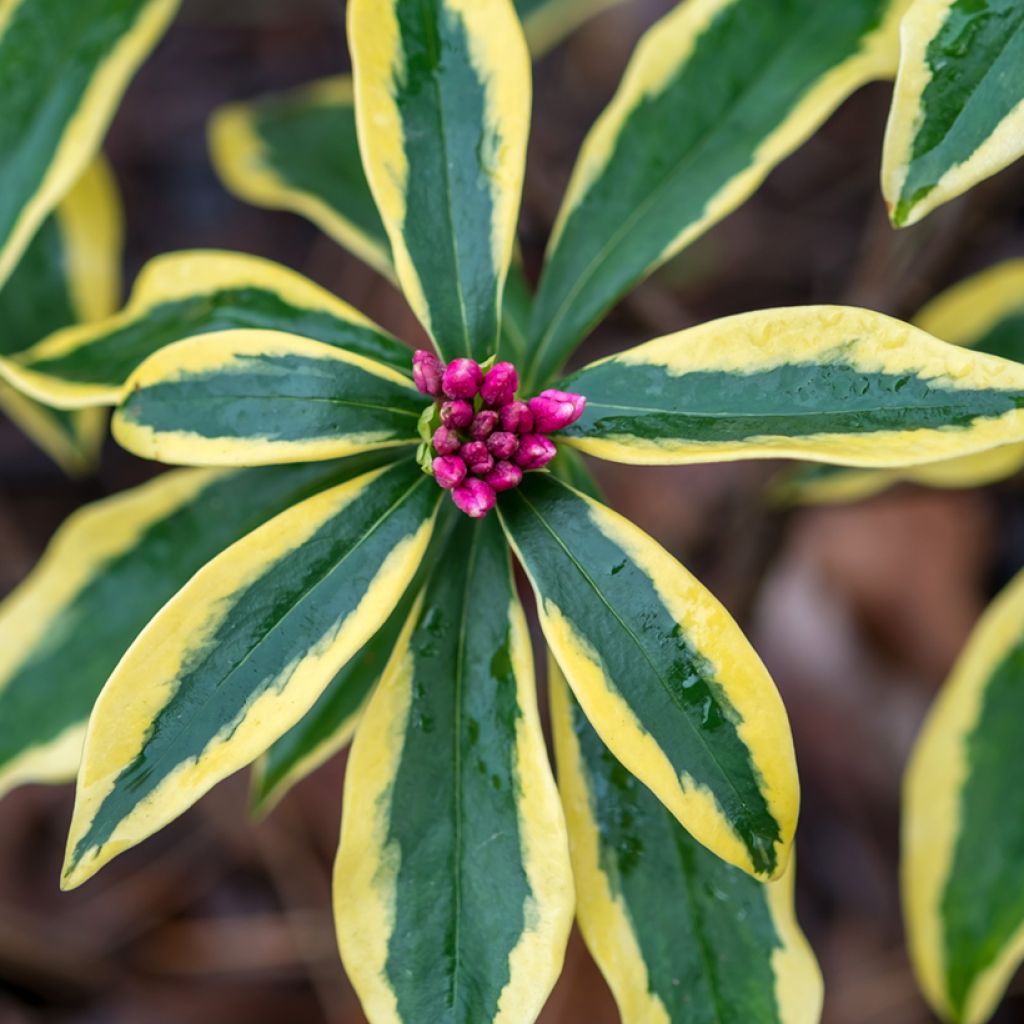 Daphne odora Marianni - Peperboompje