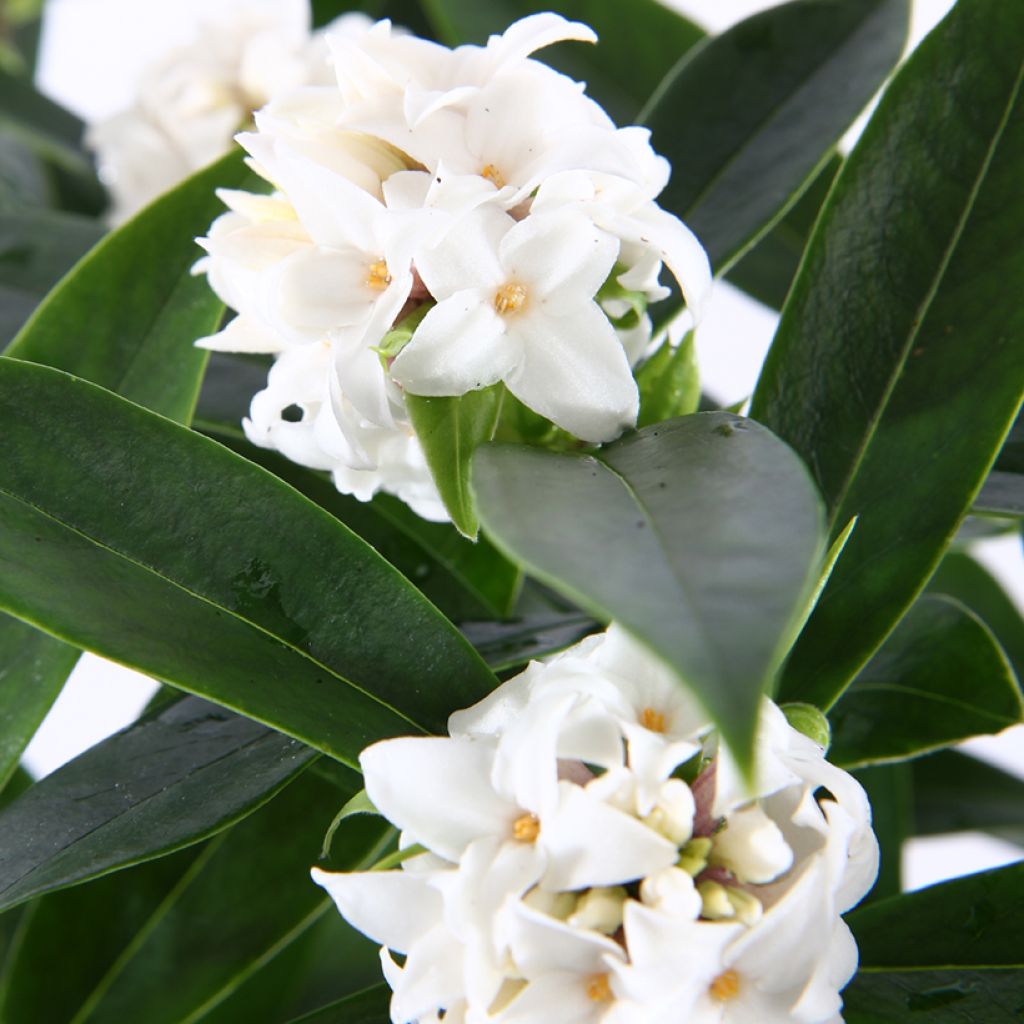 Daphne odora Perfume Princess Wit - Peperboompje