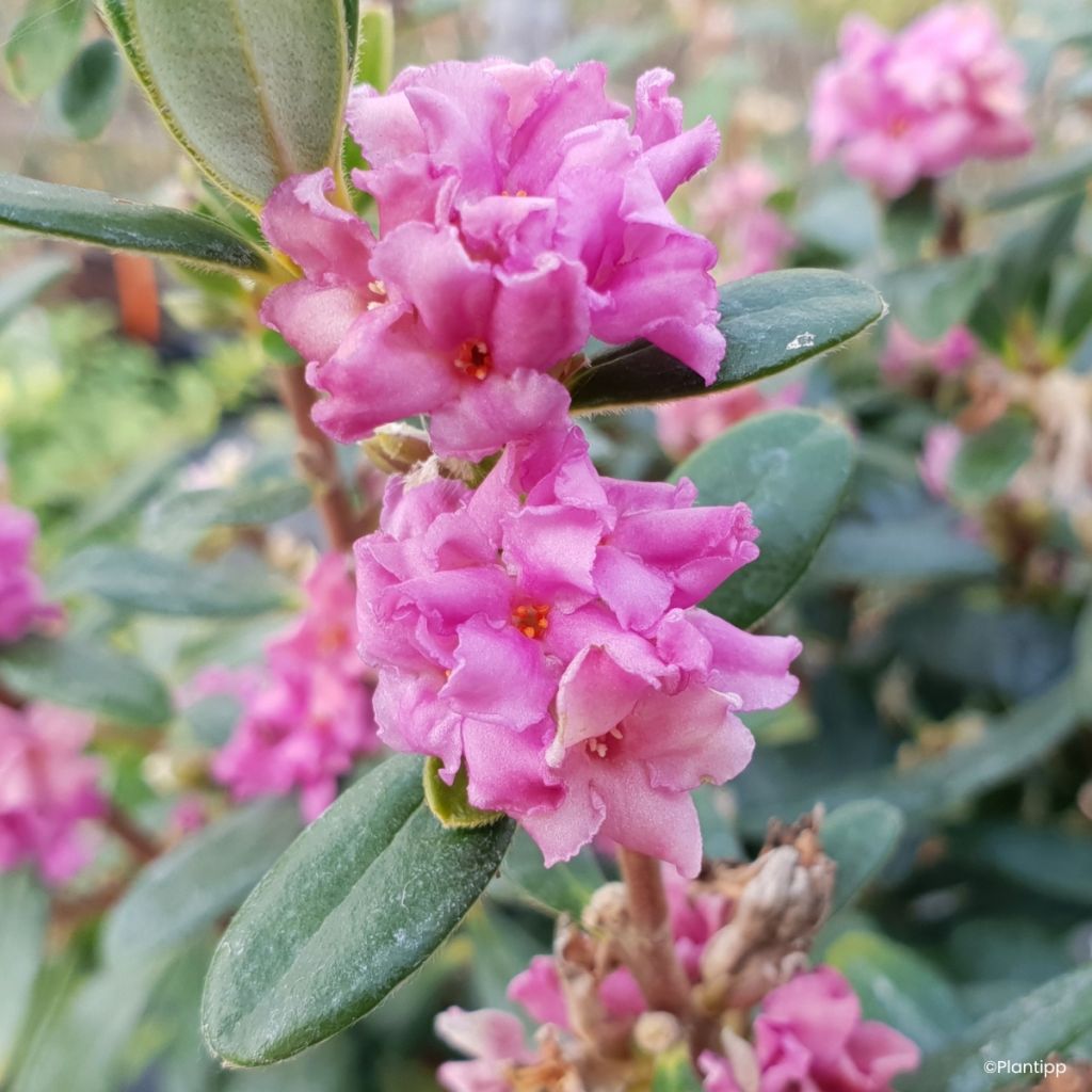 Daphne Sweetheart - Peperboompje