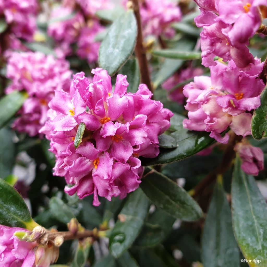 Daphne Sweetheart - Peperboompje