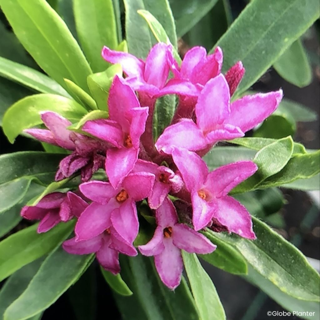 Daphne transatlantica Bella Rose - Peperboompje